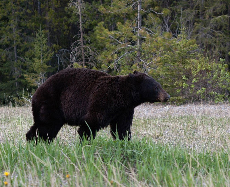 Featured image for “Monster Black Bear Struck by Vehicle”